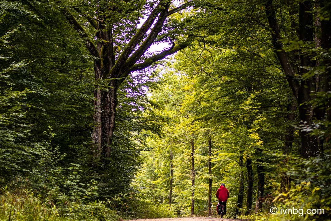 Nürnberger Reichswald