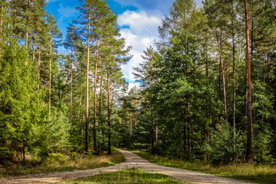 Nürnberger Reichswald