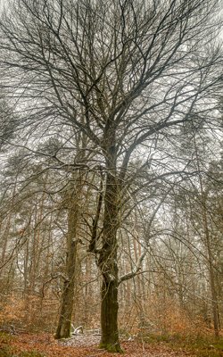 Nürnberger Reichswald