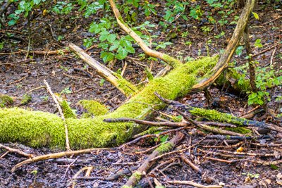 Nürnberger Reichswald