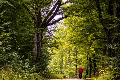 Nürnberger Reichswald