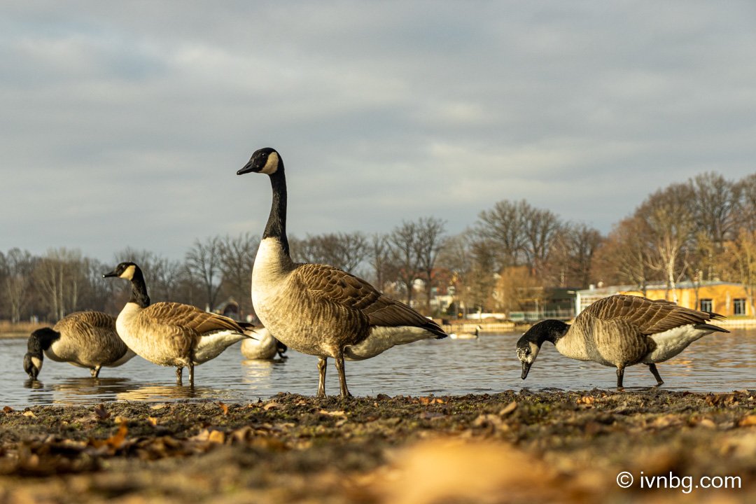 Volkspark Dutzendteich